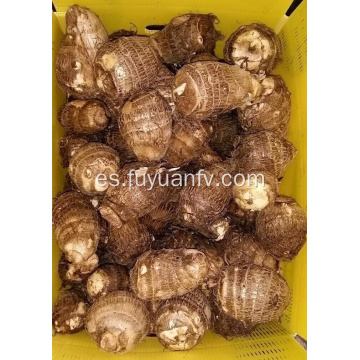 taro dulce fresco para la venta